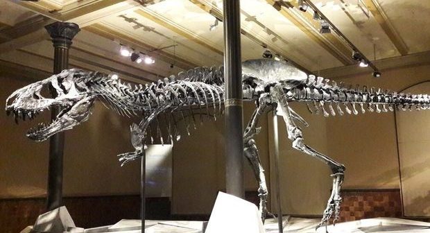 Ekoloji fəallar özlərini dinozavr skeletinə yapışdırdılar – FOTO