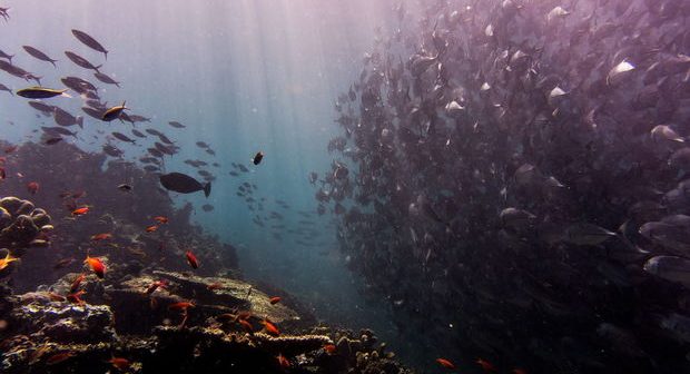 Okeanlara insanlarla eyni hüquqlar tələb edildi – FOTO