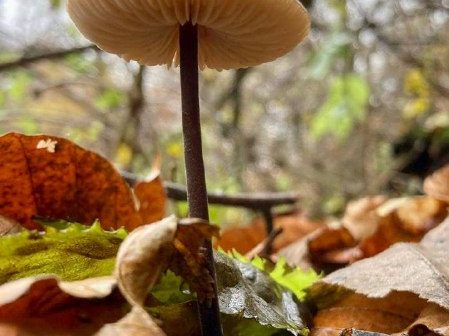 Qızıl payız – FOTOREPORTAJ