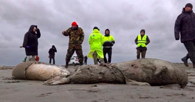 Xəzər suitilərinin kütləvi ölümü ilə bağlı operativ qərargah yaradılacaq