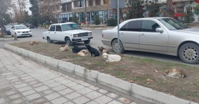 Ağdaşda sahibsiz küçə itləri insanların həyatı üçün təhlükəyə çevrilib