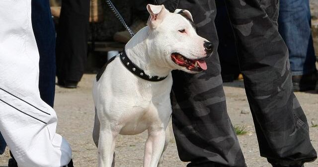 İtin hücumuna məruz qalan körpənin qolu və ayağı amputasiya edilib
