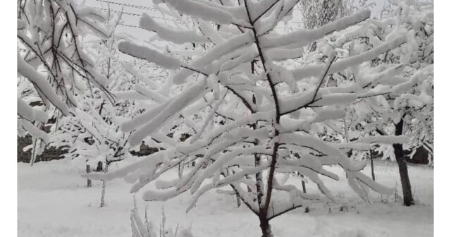 Bölgələr ağ örpəyə bürünüb – FOTOREPORTAJ