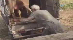 Biləsuvarda inək sahibinə ağır xəsarət yetirib