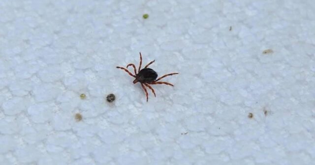 Namibiyada Krım-Konqo hemorragik qızdırmasının epidemiyası elan edilib