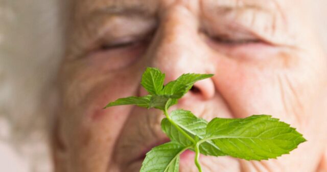 Alzheimer xəstələri üçün mentolun faydaları kəşf edildi