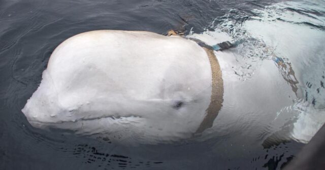 “Casus” balina bu dəfə İsveç sahillərində görünüb