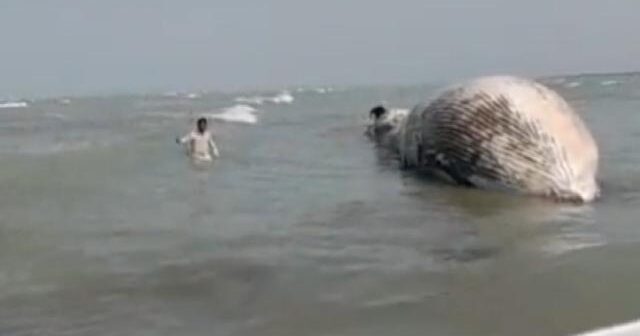 Pakistanda 13 metr uzunluğunda balina sahilə çıxdı