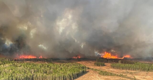 Belçikada meşə yanğını nəticəsində 170 hektar ərazi zərər görüb