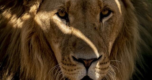 Dünyanın ən yaşlı vəhşi aslanı öldürüldü