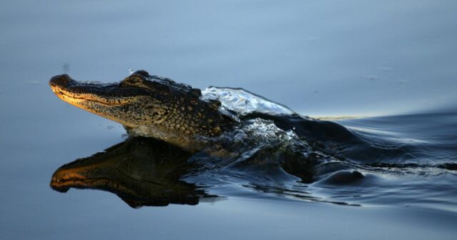 Namibiya 40 timsahı satışa çıxarıb