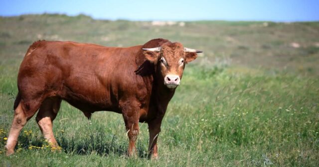 Türkiyədə çəkisi 1,6 ton olan qurbanlıq inək satışa çıxarılıb