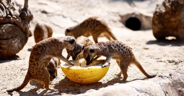 ABŞ-da zooparkda 5 meerkat naməlum səbəbdən ölüb