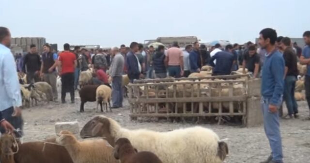 Biləsuvarın heyvan bazarında mal-qara ucuzlaşıb – FOTO