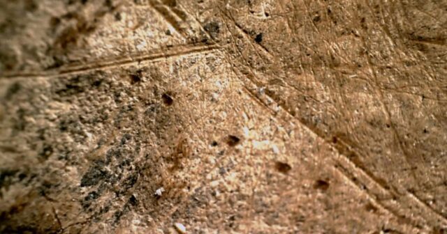 Neandertalların ən qədim mağara rəsmləri ortaya çıxdı
