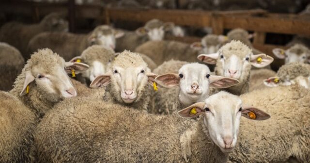 QMİ: “Qurbanlıq keçi və qoyunun yaşı 1 ilə yaxın, öküz və inək 2 ildən artıq, dəvənin isə 5 ili tamam olmalıdır”