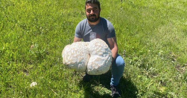 Qaya parçası olduğunu zənn etdi, 12 kq-lıq göbələk çıxdı