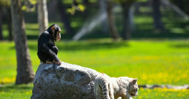 Kolumbiyada zooparkdan qaçan 2 şimpanze öldürülüb