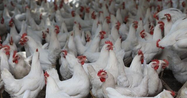 Çində fermada 4000 toyuq istilər səbəbindən tələf olub