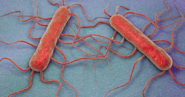ABŞ-da Listeria bakteriyası ilə çirklənmiş içki qəbul edən 3 nəfər ölüb