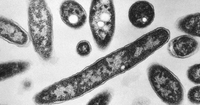 Polşada legionella bakteriyasından ölənlərin sayı 11-ə çatıb
