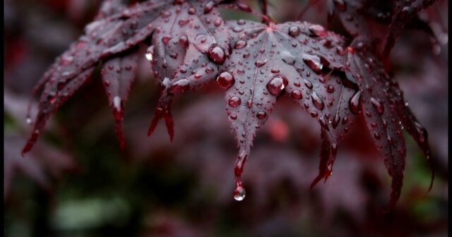 Qeyri-sabit, yağıntılı hava şəraiti sabah səhərədək davam edəcək – FAKTİKİ HAVA