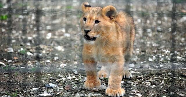 Yaponiyada safari parkında aslanın hücumuna məruz qalan zoopark işçisi ölüb