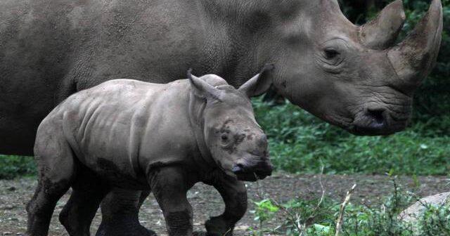 Zooparkda dəhşətli anlar: kərgədan öz baxıcısını öldürdü