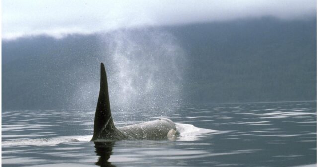 Qatil balina hücumlarına qarşı yeni müdafiə üsulu: Heavy metal