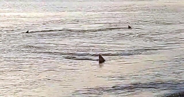 Meksikada köpək balığının hücumu nəticəsində qadın ölüb