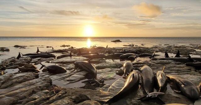 Yeni Zelandiyada sahildə balina və delfin sürüsü aşkarlanıb