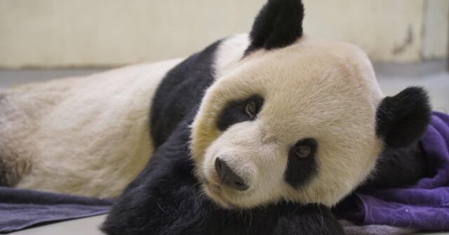 Panda 20 ildən çox müddətdə ilk dəfə Çindən ABŞ-a icarəyə verilir