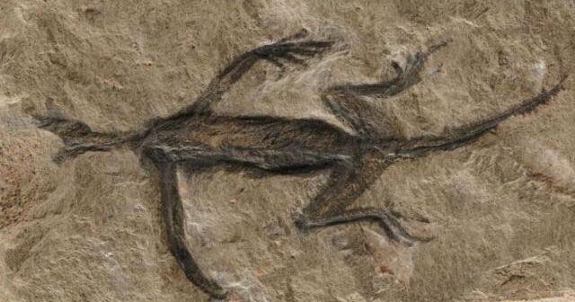 100 il əvvəl tapılan mükafatlı fosildə saxtakarlıq ortaya çıxdı