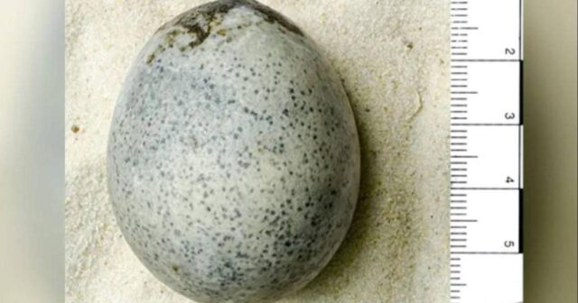 1700 illik toyuq yumurtası hələ də toxunulmazdır