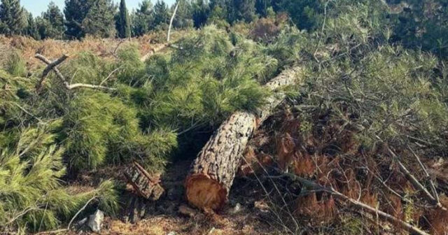 Bakıda 10 şam ağacı kəsilib, araşdırma başlanıb