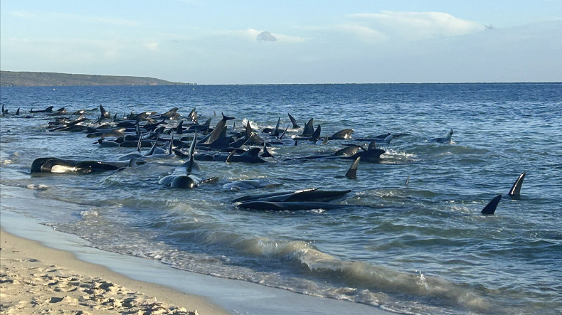 Avstraliya sahillərinə çıxan 160 balinanın həyatı TƏHLÜKƏDƏ – Artıq 26-sı ÖLÜB