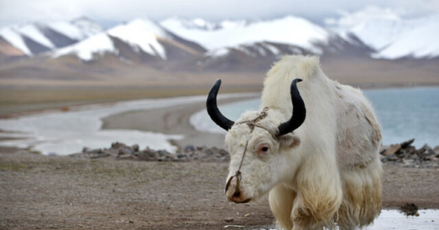 Qlobal istiləşmə səbəbindən Tibetdəki göllərin sahəsi ARTDI