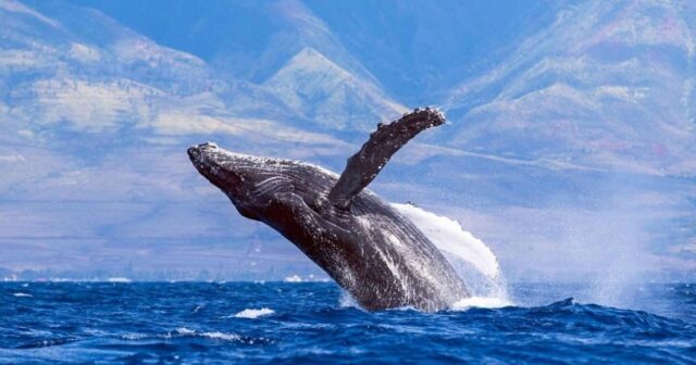 Sudan çıxan balina qayığa çırpılaraq onu AŞIRDI – VİDEO