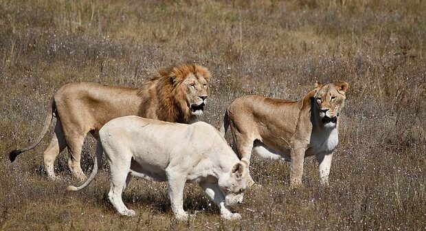 Krımda məşhur safari-parkın menecerini aslanlar PARÇALADI – FOTO