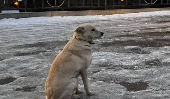 Başqırdıstanda it günlərlə çayda boğulan sahibini GÖZLƏYİR – FOTO