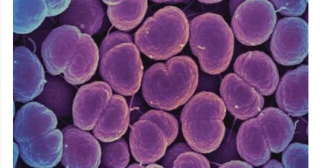 İnfeksiyaların antibiotiksiz müalicə üsulu TAPILDI