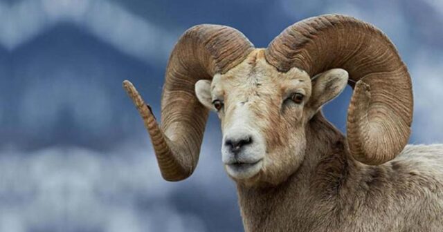 85 yaşlı qadın qoçun QURBANI OLDU