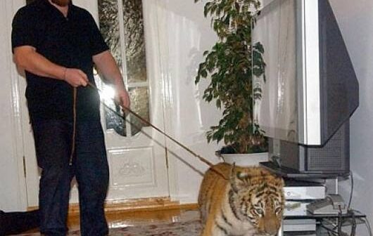 Evdə vəhşi və digər ekzotik heyvan növlərini saxlamaq QADAĞAN OLUNDU – SİYAHI