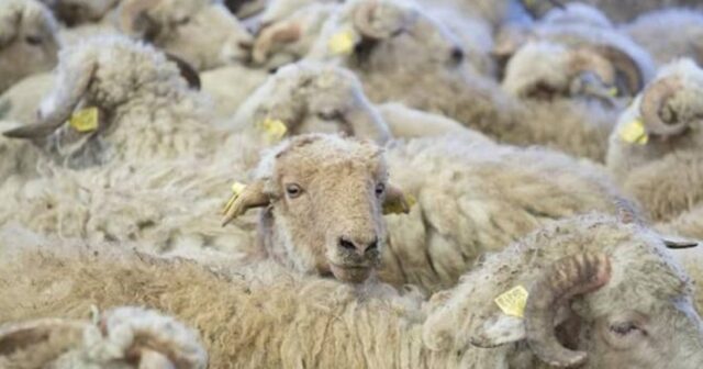 Bayramla bağlı 135 ünvanda qurbanlıq heyvanların satışı və kəsimi xidmətləri göstərilir