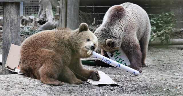 Zooparkdan qaçan iki ayı mağazadakı bütün balları YEDİ