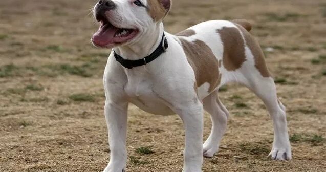 Braziliyada DƏHŞƏT: Pitbul körpə qızı ad günündə PARÇALADI – FOTO