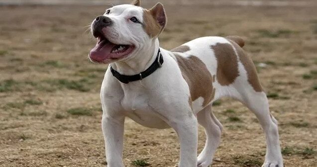 Braziliyada DƏHŞƏT: Pitbul körpə qızı ad günündə PARÇALADI – FOTO