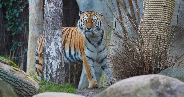 Zoopark üçpələng balasını öldürdüyünə görə MƏHKƏMƏYƏ VERİLDİ
