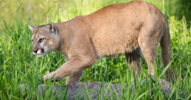 Malibuda vəhşi puma 11 yaşlı qıza HÜCUM ETDİ