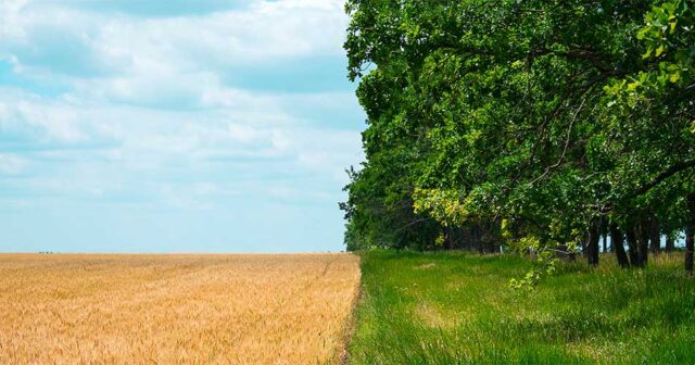 42 illik TƏDQİQAT: İstifadədən çıxmış əkin sahələri karbonu İTİRMİR 42 illik TƏDQİQAT: İstifadədən çıxmış əkin sahələri karbonu İTİRMİR